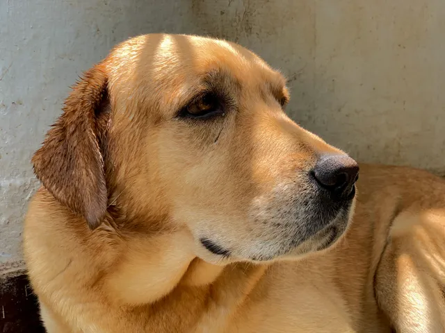 Thumbnail for nei-tfok-man