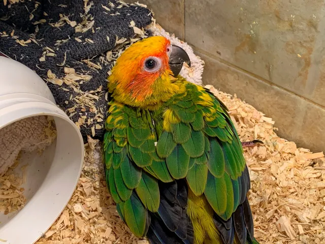 Thumbnail for mcj-eqew-qto