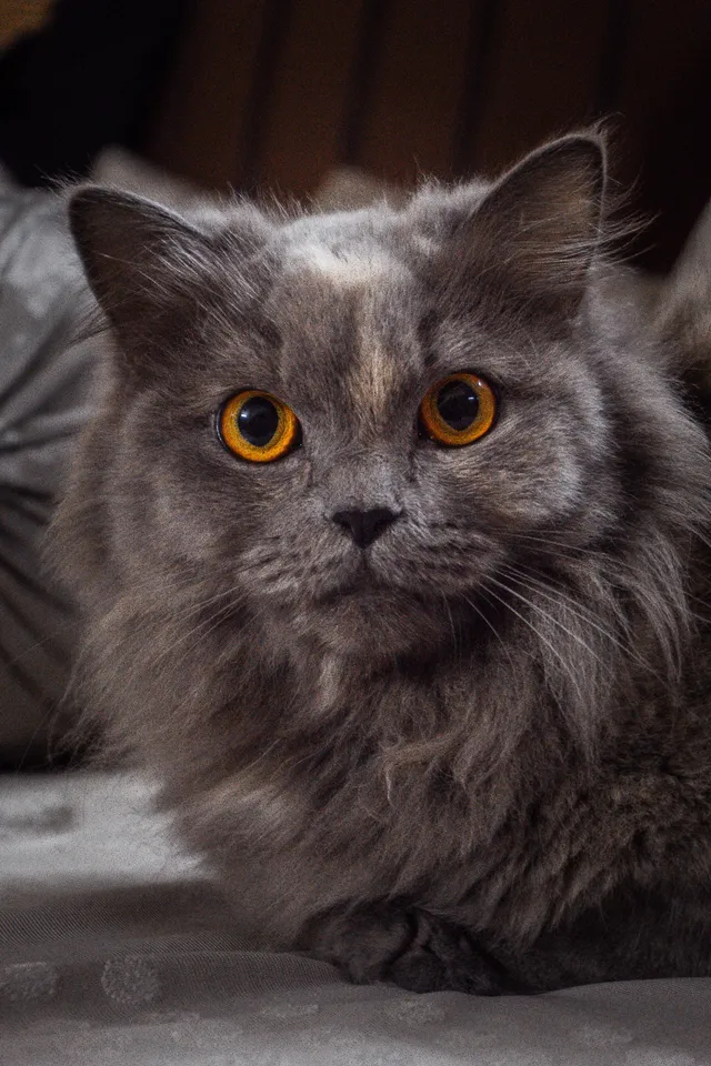 Thumbnail for eyj-xmeo-ors