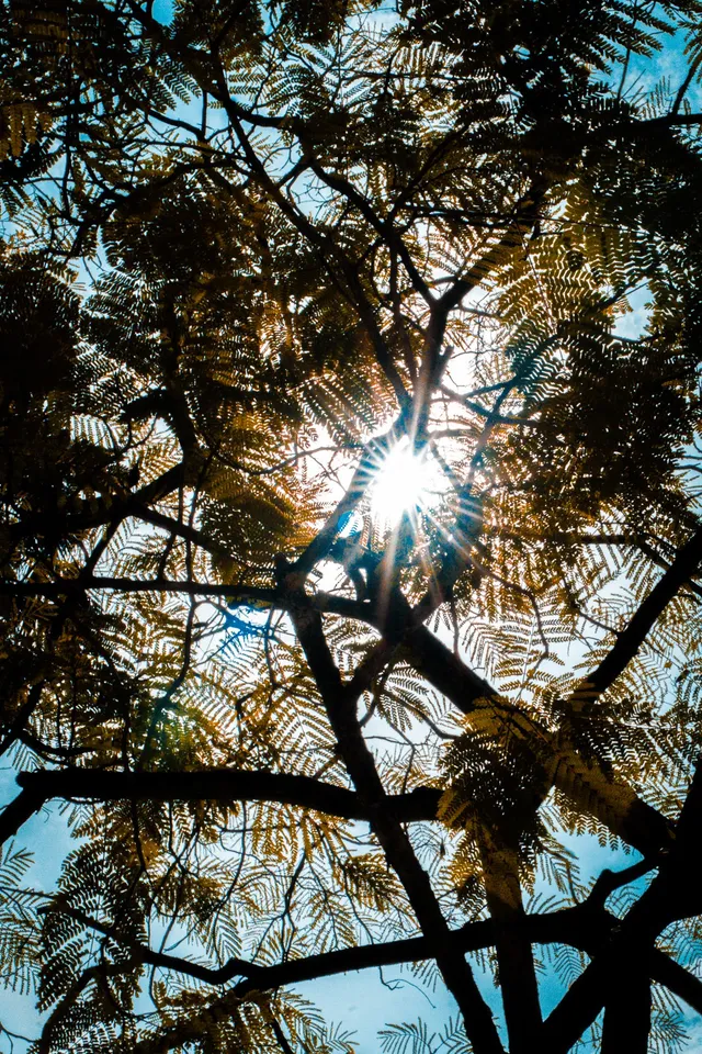 Thumbnail for oyr-srzv-lun